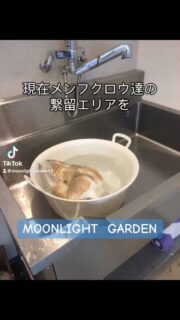 TikTokの投稿ガイドラインに違反しているようで削除されました💦
異議申し立て中…
女の子(メンフクロウ)の水浴びがダメなのかしら??
30分から遊べる
フクロウ🦉&エキゾチックアニマル
ふれあいスペース
MOONLIGHT GARDEN
🏢名古屋市守山区四軒家2-503扶桑ビル1階
平日:13時〜20時(最終受付19時)
土曜:12時〜20時(最終受付19時)
日曜:12時〜17時30分(最終受付17時)
⚠️買い出し等でオープン時間が変更になる時あります
⚠️定休日:火・木・金(祝日は営業)
土日祝は14時と17時にフクロウ🦉のエサやり体験開催🐥(各回先着2組)※触れ合い料金のみでご参加頂けます
🦉触れ合い料金🐢
💰平日💰
30分…大人1,000円/小中学生600円
フリータイム…大人2,000円/小中学生1,500円
💰土日祝💰
30分…大人1,200円/小中学生800円
1時間…大人2,000円/小中学生1,500円
ゆっくりされたい方は平日のご来店がオススメですよ
飲食物持ち込み🆗(蓋ができる物)
⚠️ゴミは各自お持ち帰り下さい