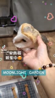 本日ナゴレプ開催なのを忘れていたので
当店は通常通り営業中です😅
今日明日のナゴレプ行かれる方で余力のある人〜🙋
月夜野ファームさんでマルベリーca(詰め替え用)を買ってきて頂けると助かります💦
17時の#エサやり体験 空きありますよ
30分から遊べる
フクロウ🦉&エキゾチックアニマル
ふれあいスペース
MOONLIGHT GARDEN
🏢名古屋市守山区四軒家2-503扶桑ビル1階
平日:13時〜20時(最終受付19時)
土曜:12時〜20時(最終受付19時)
日曜:12時〜17時30分(最終受付17時)
⚠️買い出し等でオープン時間が変更になる時あります
⚠️定休日:火・木・金(祝日は営業)
土日祝は14時と17時にフクロウ🦉のエサやり体験開催🐥(各回先着2組)※触れ合い料金のみでご参加頂けます
🦉触れ合い料金🐢
💰平日💰
30分…大人1,000円/小中学生600円
フリータイム…大人2,000円/小中学生1,500円
💰土日祝💰
30分…大人1,200円/小中学生800円
1時間…大人2,000円/小中学生1,500円
ゆっくりされたい方は平日のご来店がオススメですよ
飲食物持ち込み🆗(蓋ができる物)
⚠️ゴミは各自お持ち帰り下さい
#フクロウカフェ名古屋
#守山フクロウカフェ
#ふれあい
#レオパ販売
#フクロウ販売
#フクモモ販売