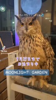 本日、火曜ですが祝日なので営業していまーす!
そして#ユーラシアワシミミズク の子がお泊まり中〜
普段お店にいないサイズで迫力満点✨
いつか飼いたいこのサイズ❣️
17時からのエサやり体験空きありますよ
30分から遊べる
フクロウ🦉&エキゾチックアニマル
ふれあいスペース
MOONLIGHT GARDEN
🏢名古屋市守山区四軒家2-503扶桑ビル1階
平日:13時〜20時(最終受付19時)
土曜:12時〜20時(最終受付19時)
日曜:12時〜17時30分(最終受付17時)
⚠️買い出し等でオープン時間が変更になる時あります
⚠️定休日:火・木・金(祝日は営業)
土日祝は14時と17時にフクロウ🦉のエサやり体験開催🐥(各回先着2組)※触れ合い料金のみでご参加頂けます
🦉触れ合い料金🐢
💰平日💰
30分…大人1,000円/小中学生600円
フリータイム…大人2,000円/小中学生1,500円
💰土日祝💰
30分…大人1,200円/小中学生800円
1時間…大人2,000円/小中学生1,500円
ゆっくりされたい方は平日のご来店がオススメですよ
飲食物持ち込み🆗(蓋ができる物)
⚠️ゴミは各自お持ち帰り下さい
#フクロウカフェ名古屋
#守山フクロウカフェ
#ふれあい
#レオパ販売
#フクロウ販売
#フクモモ販売
#爬虫類
#フクロウ
#リクガメ
#シシバナヘビ
#鳥好きと繋がりたい
#爬虫類好きと繋がりたい