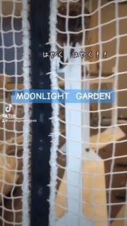 打ち合わせのため遅くなりましたがオープンしまーす!
今日も元気に看板🦉
30分から遊べる
フクロウ🦉&エキゾチックアニマル
ふれあいスペース
MOONLIGHT GARDEN
🏢名古屋市守山区四軒家2-503クイール四軒家(旧:扶桑ビル)1階
平日:13時〜20時(最終受付19時)
土曜:12時〜20時(最終受付19時)
日曜:12時〜17時30分(最終受付17時)
⚠️買い出し等でオープン時間が変更になる時あります
⚠️定休日:火・木・金(祝日は営業)
土日祝は14時と17時にフクロウ🦉のエサやり体験開催🐥(各回先着2組)※触れ合い料金のみでご参加頂けます
🦉触れ合い料金🐢
💰平日💰
30分…大人1,000円/小中学生600円
フリータイム…大人2,000円/小中学生1,500円
💰土日祝💰
30分…大人1,200円/小中学生800円
1時間…大人2,000円/小中学生1,500円
ゆっくりされたい方は平日のご来店がオススメですよ
飲食物持ち込み🆗(蓋ができる物)
⚠️ゴミは各自お持ち帰り下さい
#フクロウカフェ名古屋
#守山フクロウカフェ
#ふれあい
#レオパ販売
#フクロウ販売
#フクモモ販売
#爬虫類
#フクロウ
#リクガメ
#シシバナヘビ
#鳥好きと繋がりたい
#爬虫類好きと繋がりたい