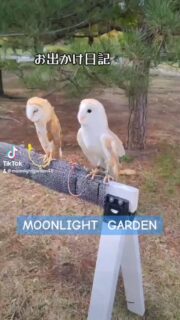 もふ会にご参加の皆さま
お散歩中に足を止めて遊びに来て下さった皆さま
有難うございました&お疲れ様でした😊
次回のもふ会は4月末〜5月上旬を予定していますよ
今回同様、各自持ち込み自由参加でゆるーく開催されると思います
今回行けなかった&興味を持たれた方はぜひ遊びに来て下さいねー(忘れそう…
残るイベントはクリスマス会!
大きめのツリーが欲しいのです🎄どなたか余っていませんかー?
それか…毎日20名以上のお客様のご来店をお待ちしております✨
30分から遊べる
フクロウ🦉&エキゾチックアニマル
ふれあいスペース
MOONLIGHT GARDEN
🏢名古屋市守山区四軒家2-501クイール四軒家(旧、扶桑ビル)1階
🅿️店舗前に1台
平日:13時〜20時(最終受付19時)
土曜:12時〜20時(最終受付19時)
日曜:12時〜17時30分(最終受付17時)
⚠️買い出し等でオープン時間が変更になる時あります
⚠️定休日:火・木・金(祝日は営業)
土日祝は14時と17時にフクロウ🦉のエサやり体験開催🐥(各回先着2組)※触れ合い料金のみでご参加頂けます
🦉触れ合い料金🐢
💰平日💰
30分…大人1,000円/小中学生600円
フリータイム…大人2,000円/小中学生1,500円
💰土日祝💰
30分…大人1,200円/小中学生800円
1時間…大人2,000円/小中学生1,500円
ゆっくりされたい方は平日のご来店がオススメですよ
飲食物持ち込み🆗(蓋ができる物)
⚠️ゴミは各自お持ち帰り下さい
#フクロウカフェ名古屋
#守山フクロウカフェ
#ふれあい
#レオパ販売
#フクロウ販売
#フクモモ販売
#爬虫類
#フクロウ
#リクガメ
#シシバナヘビ
#鳥好きと繋がりたい
#爬虫類好きと繋がりたい