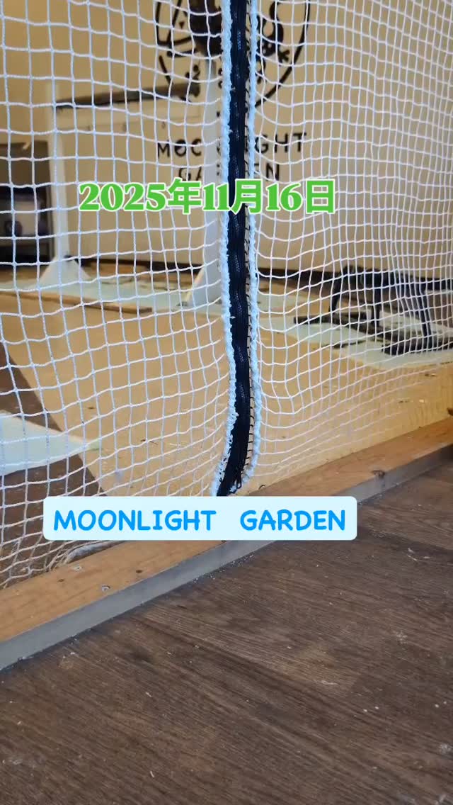 バササっピョン🦉
本日は17時のエサやり体験が終わり次第、終了予定ですが…
スタッフが本職で抜けてオーナーが1人ぼっちになるので
遅くなってもいいので遊びに来て下さーい!
エサ🐥の販売は21時頃まで対応していますよ
30分から遊べる
フクロウ🦉&エキゾチックアニマル
ふれあいスペース
MOONLIGHT GARDEN
🏢名古屋市守山区四軒家2-503クイール四軒家(扶桑ビル)1階
🅿️店舗前に1台
平日:13時〜20時(最終受付19時)
土曜:12時〜20時(最終受付19時)
日曜:12時〜17時30分(最終受付17時)
⚠️買い出し等でオープン時間が変更になる時あります
⚠️定休日:火・木・金(祝日は営業)
土日祝は14時と17時にフクロウ🦉のエサやり体験開催🐥(各回先着2組)※触れ合い料金のみでご参加頂けます
🦉触れ合い料金🐢
💰平日💰
30分…大人1,000円/小中学生600円
フリータイム…大人2,000円/小中学生1,500円
💰土日祝💰
30分…大人1,200円/小中学生800円
1時間…大人2,000円/小中学生1,500円
ゆっくりされたい方は平日のご来店がオススメですよ
飲食物持ち込み🆗(蓋ができる物)
⚠️ゴミは各自お持ち帰り下さい
#フクロウカフェ名古屋
#守山フクロウカフェ
#ふれあい
#レオパ販売
#フクロウ販売
#フクモモ販売
#爬虫類
#フクロウ
#リクガメ
#シシバナヘビ
#鳥好きと繋がりたい
#爬虫類好きと繋がりたい