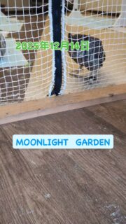 看板🦉「今日もがんばるぞ〜💪」

本日オーナー不在のため16時閉店（受付15時30分まで）となります
エサやり体験は14時頃から開催！
2グループを予定しておりますが、エサが余っていたら15時過ぎでも参加いただけます🐥

30分から遊べる
フクロウ🦉&エキゾチックアニマル
ふれあいスペース
MOONLIGHT GARDEN
🏢名古屋市守山区四軒家2-503扶桑ビル1階
平日:13時〜20時（最終受付19時）
土曜:12時〜20時（最終受付19時）
日曜:12時〜17時30分（最終受付17時）
⚠️買い出し等でオープン時間が変更になる時あります
⚠️定休日：火・木・金（祝日は営業）
土日祝は14時と17時にフクロウ🦉のエサやり体験開催🐥（各回先着2組）※触れ合い料金のみでご参加頂けます

🦉触れ合い料金🐢
💰平日💰
30分…大人1,000円/小中学生600円
フリータイム…大人2,000円/小中学生1,500円
💰土日祝💰
30分…大人1,200円/小中学生800円
1時間…大人2,000円/小中学生1,500円

ゆっくりされたい方は平日のご来店がオススメですよ
飲食物持ち込み🆗（蓋ができる物）
⚠️ゴミは各自お持ち帰り下さい

#フクロウカフェ名古屋
#守山フクロウカフェ
#ふれあい
#レオパ販売
#フクロウ販売
#フクモモ販売
#爬虫類
#フクロウ
#リクガメ
#シシバナヘビ
#鳥好きと繋がりたい
#爬虫類好きと繋がりたい