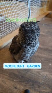 本日は土曜日です
14時と17時にエサやり体験開催しますよ!
待ちきれない子がいるので参加ご希望の方はお早めにご来店下さい✨
30分から遊べる
フクロウ🦉&エキゾチックアニマル
ふれあいスペース
MOONLIGHT GARDEN
🏢名古屋市守山区四軒家2-503クイール四軒家(扶桑ビル)1階
平日:13時〜20時(最終受付19時)
土曜:12時〜20時(最終受付19時)
日曜:12時〜17時30分(最終受付17時)
⚠️買い出し等でオープン時間が変更になる時あります
⚠️定休日:火・木・金(祝日は営業)
土日祝は14時と17時にフクロウ🦉のエサやり体験開催🐥(各回先着2組)※触れ合い料金のみでご参加頂けます
🦉触れ合い料金🐢
💰平日💰
30分…大人1,000円/小中学生600円
フリータイム…大人2,000円/小中学生1,500円
💰土日祝💰
30分…大人1,200円/小中学生800円
1時間…大人2,000円/小中学生1,500円
ゆっくりされたい方は平日のご来店がオススメですよ
飲食物持ち込み🆗(蓋ができる物)
⚠️ゴミは各自お持ち帰り下さい
#フクロウカフェ名古屋
#守山フクロウカフェ
#ふれあいカフェ
#フクロウ販売
#えさやり体験