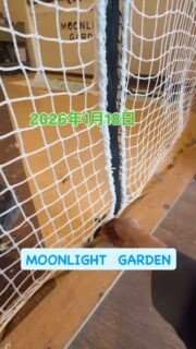 看板🦉みゃーちゃん行っきまーーす!!
日曜なので14時頃と17時頃にエサやり体験開催しますよ
本日オーナーが1人で店番しています。
また日曜ですが20時まで営業しています!
サボり防止の為にたくさんの方のご来店をお待ちしております✨
30分から遊べる
フクロウ🦉&エキゾチックアニマル
ふれあいスペース
MOONLIGHT GARDEN
🏢名古屋市守山区四軒家2-503クイール四軒家(扶桑ビル)1階
🅿️通常店舗前1台。本日15時以降2台分🚗🚐
🦉触れ合い料金🐢
💰平日💰
30分…大人1,000円/小中学生600円
フリータイム…大人2,000円/小中学生1,500円
💰土日祝💰
30分…大人1,200円/小中学生800円
1時間…大人2,000円/小中学生1,500円
ゆっくりされたい方は平日のご来店がオススメですよ
飲食物持ち込み🆗(蓋ができる物)
⚠️ゴミは各自お持ち帰り下さい
#フクロウカフェ名古屋
#守山フクロウカフェ
#ふれあい
#四軒家フクロウカフェ