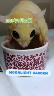 もぐもぐフクモモからの〜ベビーちゃん!
ご家族様募集中ですよ
性別は男の子。毛色は多分リューシになるかと
#フクモモご家族様募集